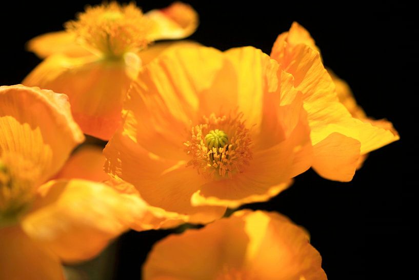 Picturesque poppies by Thomas Jäger
