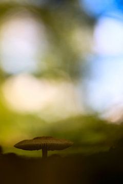 Pilz mit nettem Hintergrund