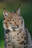 Lynx d'Eurasie ( Lynx lynx ) sous son meilleur jour