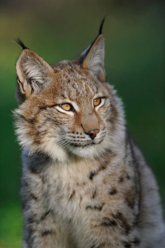 Euraziatische lynx ( Lynx lynx ) in het mooiste licht