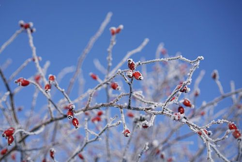 Les cynorhodons en hiver