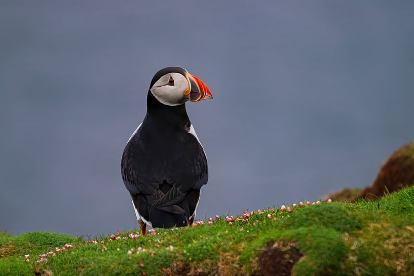 Papageientaucher von Merijn Loch