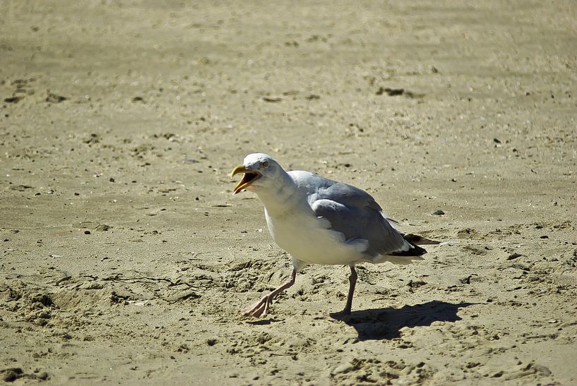 The Crybaby on the Beach by Norbert Sülzner