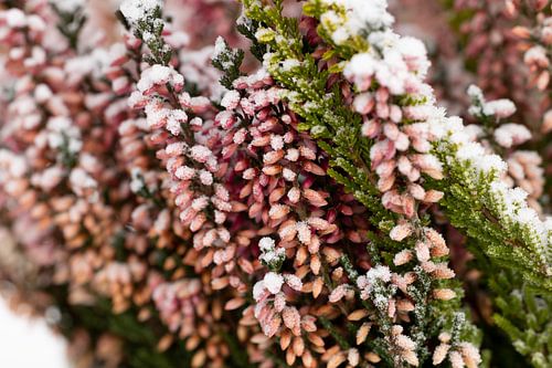 Heidekraut im Winter