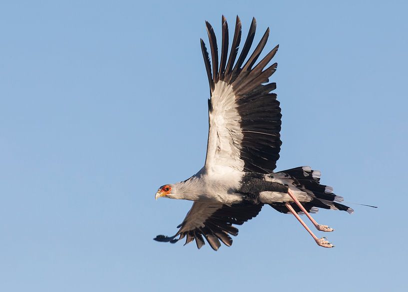 Secretary bird in flight by Lennart Verheuvel