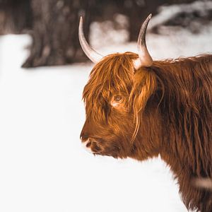 Schottischer Highlander im Schnee