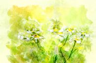 Camomile by Arjen Roos thumbnail