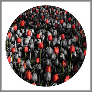 Compositie met tulpen
