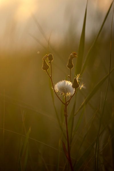 Distel in der untergehenden Sonne von Vinanda Voncken