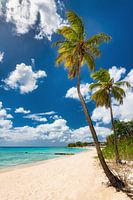 Palm trees on the beach on the island of Barbados in the Caribbean.