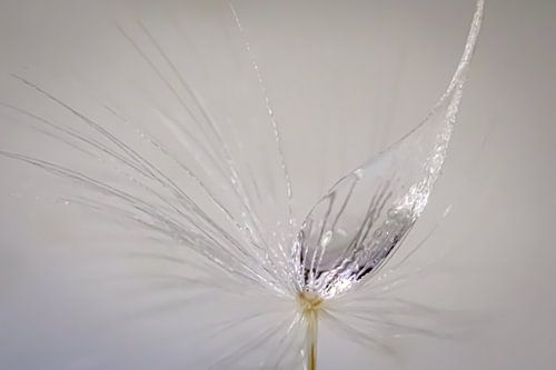 Zaadje van een paardenbloem in macro