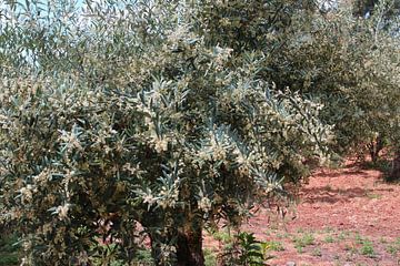 Branches d'olivier en fleurs