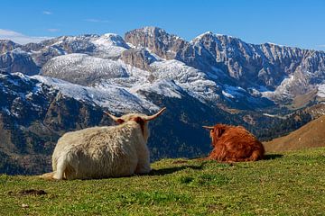 Twee hooglandrunderen genieten van het uitzicht op de besneeuwde bergen in Zuid-Tirol van Thomas Heitz