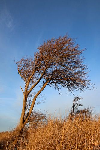 Windflüchter in der Wintersonne