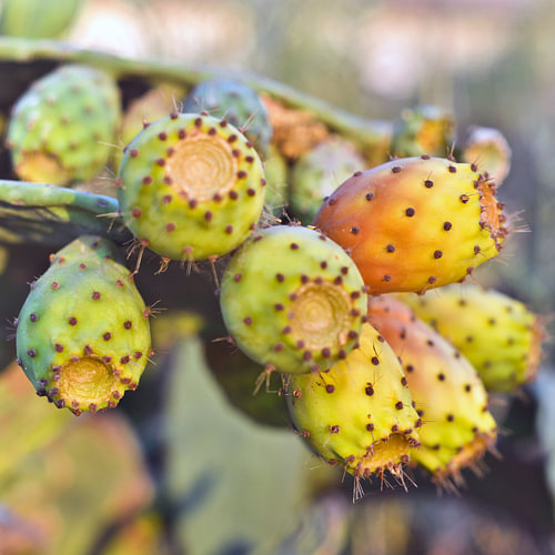 Cretan prickly pears at the golden hour