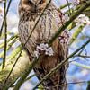 long-eared owl by gea strucks