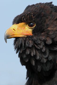 Portret van een Bateleur van Ronald Pol