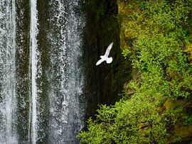 Seagull in front of the waterfall by Denis Feiner