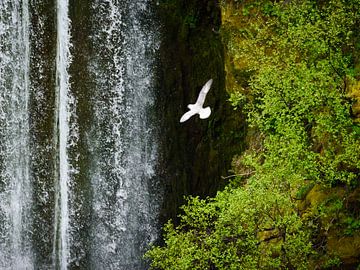 Möve vor dem Wasserfall von Denis Feiner