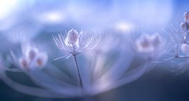 Träumen im Morgenlicht von Marcel van Kan