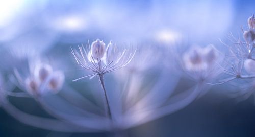 Dreaming in the morning light