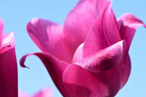 Une fermeture d'une tulipe