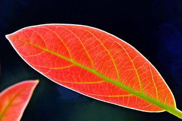 een avocadoboomblad in mijn tuin
