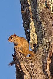 Cape ground squirrel by Rinke van Brenkelen
