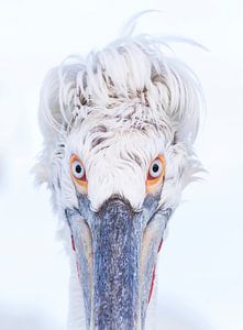 Strenger Blick