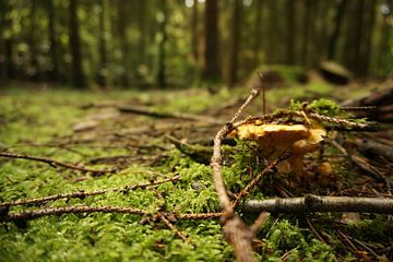 Cantharel in het bos van Dominik Ippisch