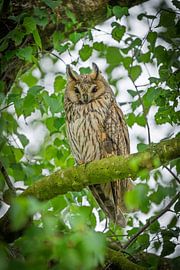 Long-eared owl by Feargal Strijker