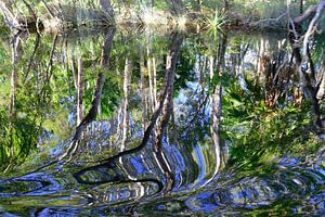 Noosa river art