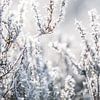Bevroren heide, prachtige Nederlandse winters van Ratna Bosch