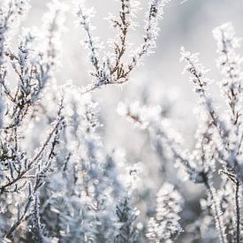 Bevroren heide, prachtige Nederlandse winters van Ratna Bosch