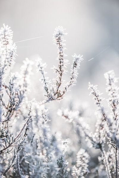 Frozen heather, beautiful Dutch winters by Ratna Bosch