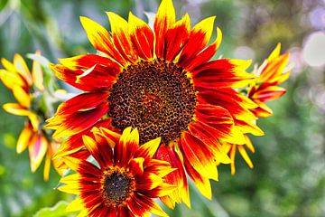 Ausdrucksstarke Sonnenblume mit kleinen Sonnenblumen von Carl-Ludwig Principe