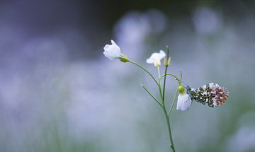 Schmetterling, die orangefarbene Spitze von Danny Slijfer Natuurfotografie