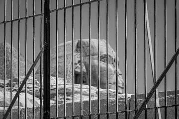 Sphinx - Égypte - 6 sur Nuance Beeld
