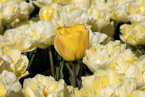 eine Nahaufnahme einer gelben Tulpe in einem Tulpenfeld
