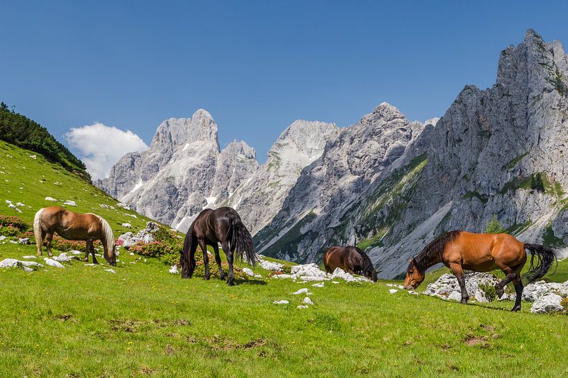 Chevaux dans les montagnes par Coen Weesjes