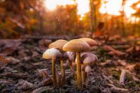 Paddestoelen