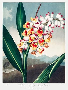 The Nodding Renealmia uit The Temple of Flora (1807) van Robert John Thornton. van Frank Zuidam
