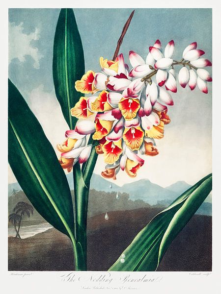 Die nickende Renealmia aus The Temple of Flora (1807) von Robert John Thornton. von Frank Zuidam