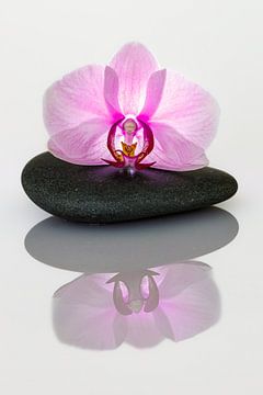 Orchid by Roland Brack