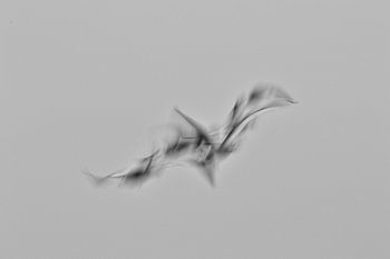 Drie vogels vormen samen één vogel 1