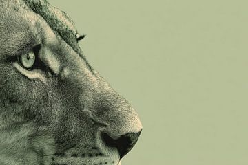 Lion Intense Gaze in Green Monochrome Portrait Close-up by Eva Lee