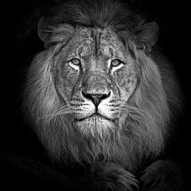 ein porträt des königs der tiere, des afrikanischen löwen von thomas van puymbroeck