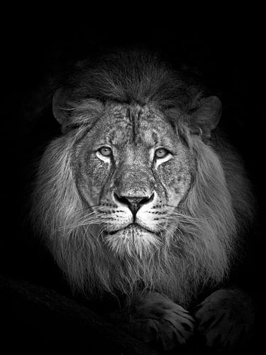 a portrait of the king of animals, the african lion