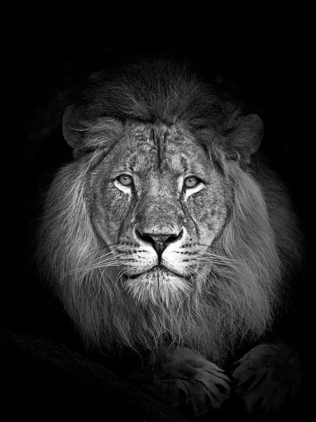 un portrait du roi des animaux, le lion d'Afrique par thomas van puymbroeck