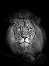 een portret van de koning der dieren, de afrikaanse leeuw van thomas van puymbroeck thumbnail